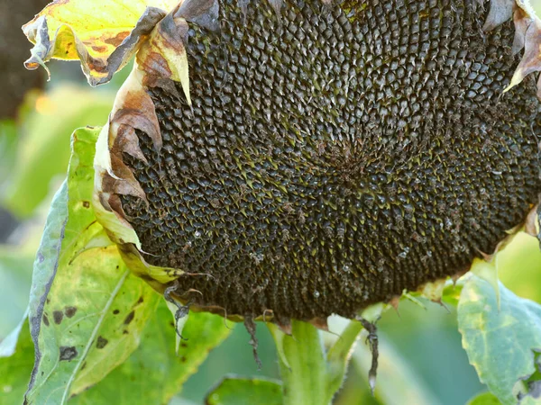 Solrosor Helianthus Med Mogna Frön — Stockfoto