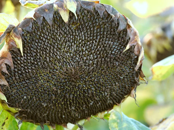 Girasoles Helianthus Con Semillas Maduras —  Fotos de Stock