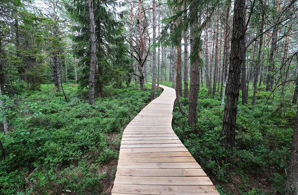 Tarnawa Wyna Torfowisko Nas Montanhas Bieszczady Pântano Turfa Sana Bonito — Fotografia de Stock