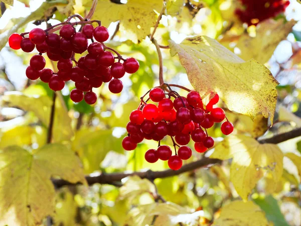 Otoño Los Frutos Del Coral Viburnum Viburnum Opulus Maduran Que —  Fotos de Stock