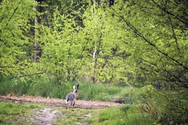 Kahverengi tavşan (Lepus) ilkbahar manzarasında tarlalarımızda yaşayan nadir ve nadirdir.