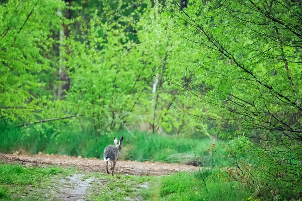 Kahverengi tavşan (Lepus) ilkbahar manzarasında tarlalarımızda yaşayan nadir ve nadirdir.
