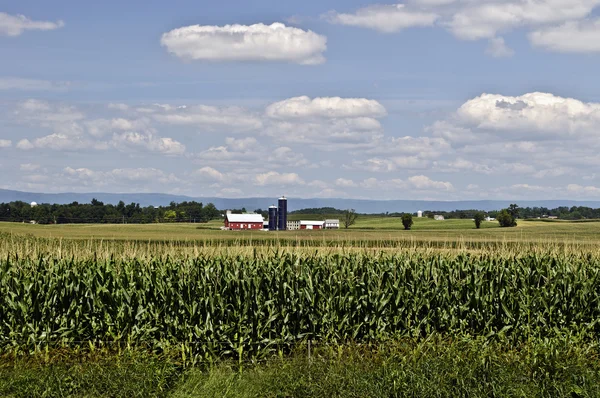 Maisfeld — Stockfoto