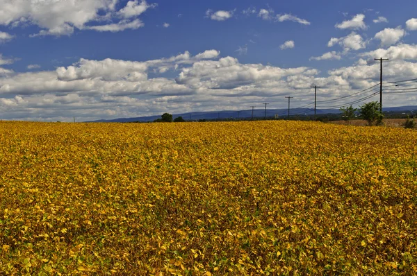 Rural soybean field