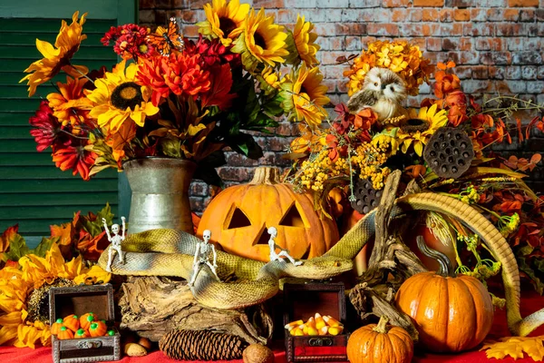 Halloween Stillleben Mit Skeletten Die Große Schlange Durch Herbstlaub Mit — Stockfoto