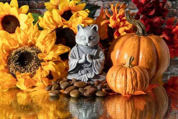 Buda Gato Caída Horizontal Espejo Húmedo Con Calabazas Girasoles — Foto de Stock