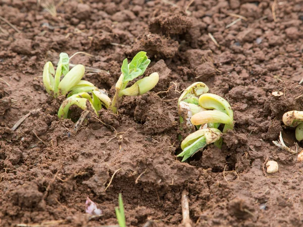 Planta de feijão — Fotografia de Stock