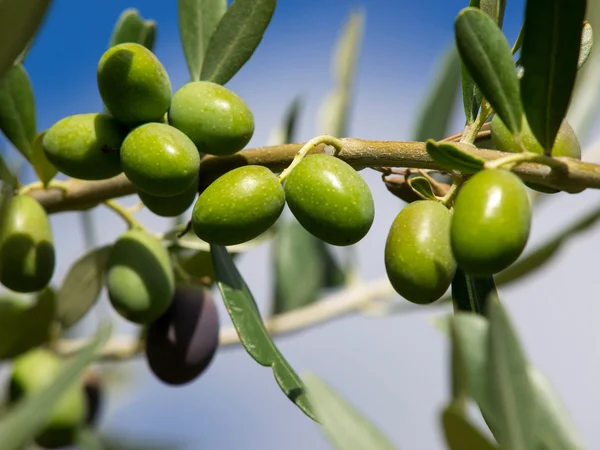 Olivenbaum — Stockfoto