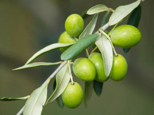 Olive verdi — Foto Stock