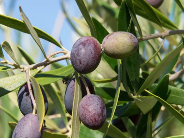 siyah zeytin