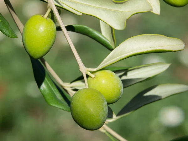 Πράσινες ελιές — Φωτογραφία Αρχείου