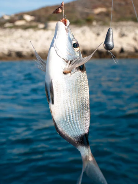 Fish on the hook — Stock Photo, Image