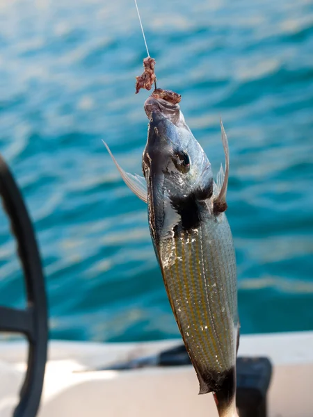 フックの上の魚 — ストック写真