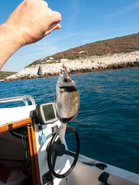 Рыба на крючке — стоковое фото