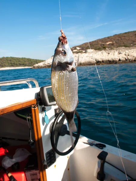 Balık oltaya geldi. — Stok fotoğraf