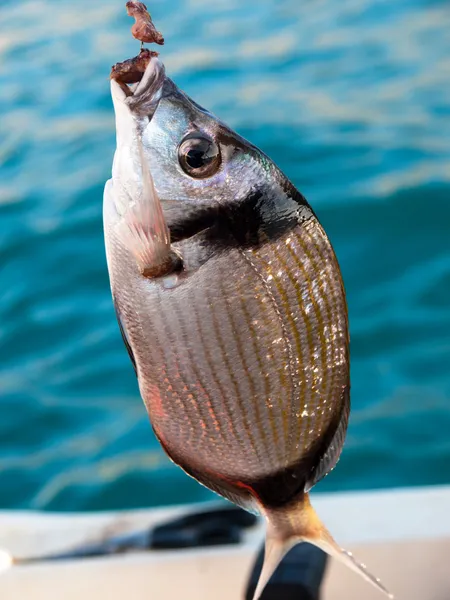 Fish on the hook — Stock Photo, Image