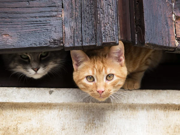 Katter i fönstret — Stockfoto