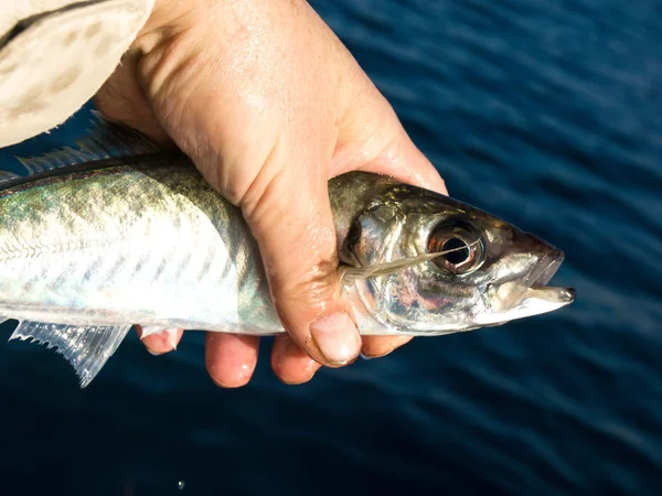 Mackerel — Stock Photo, Image