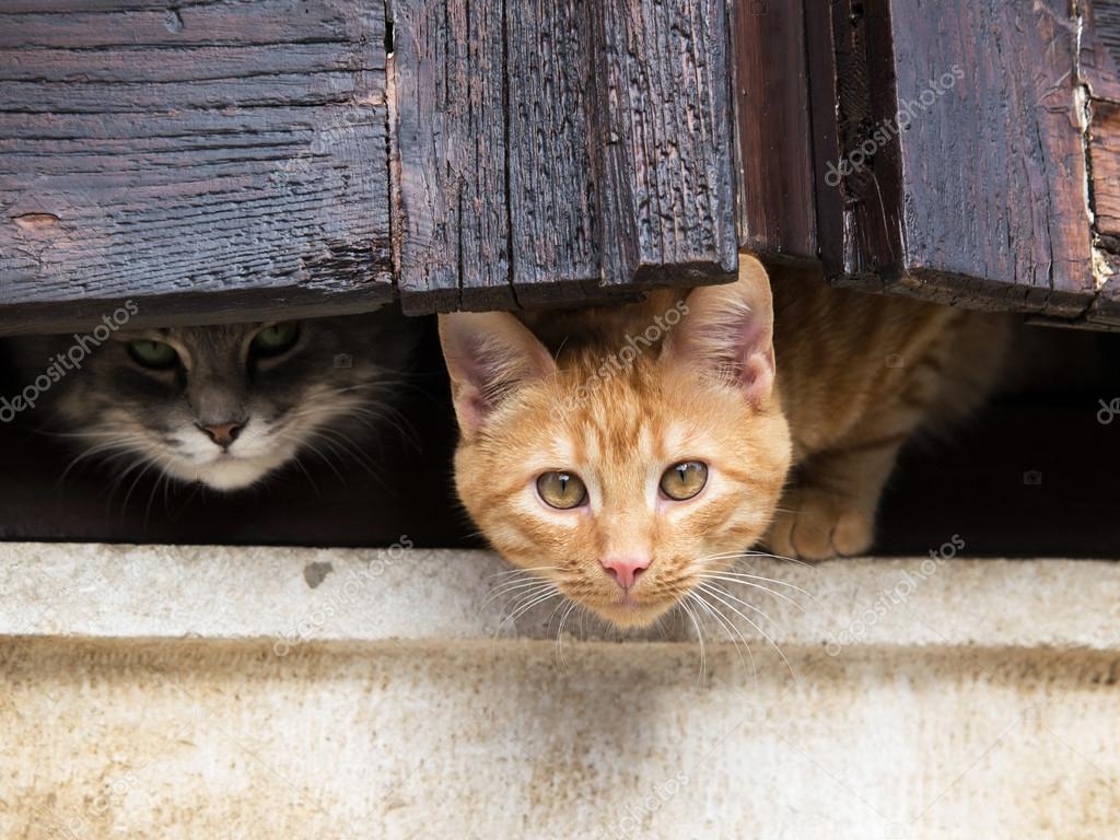 Gatos na janela — Foto © nevenm #15756921, image size:1024x768