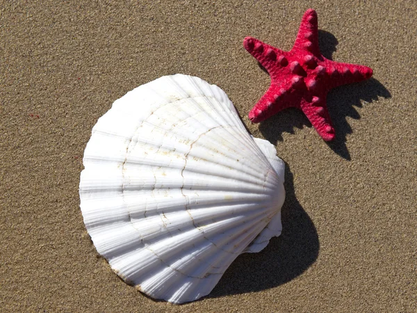 Shell і морськими зірками — стокове фото