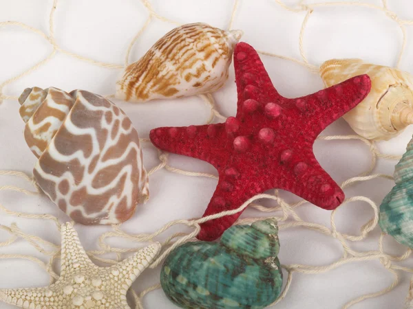 Tengeri kagylókból és tengeri csillag — Stock Fotó