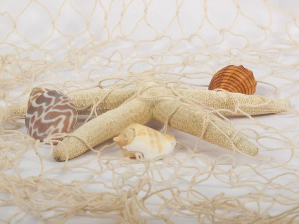 Seashells and starfish — Stock Photo, Image