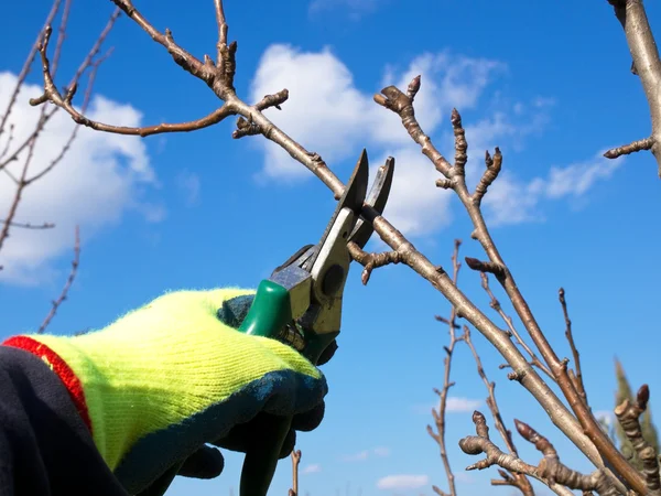 Pruning — Stock fotografie