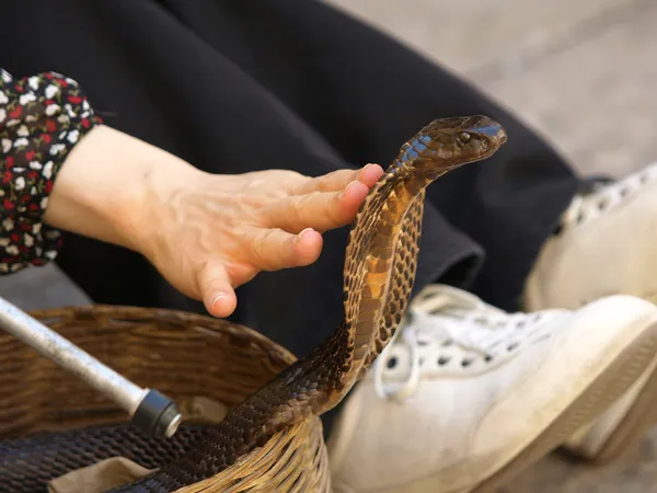 Девушка и кобра — стоковое фото