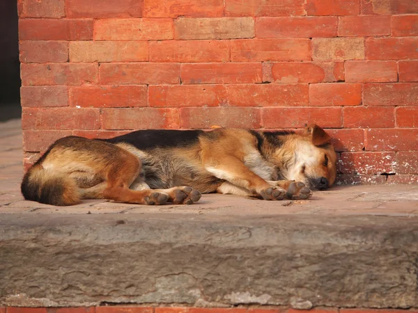 Dog on the street — Stock Photo, Image