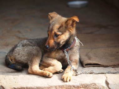 Üzgün Köpek