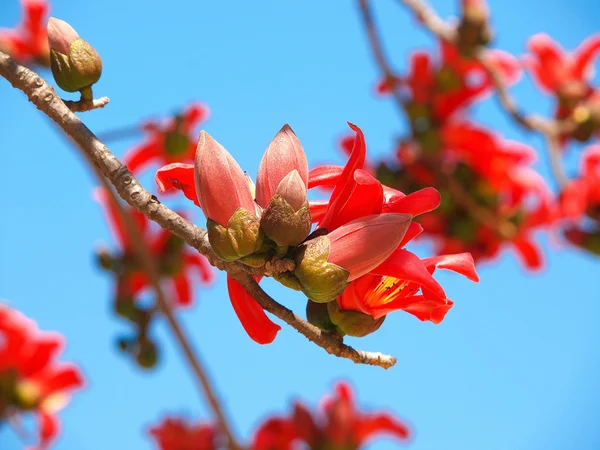 Silk tree — Stock Photo, Image