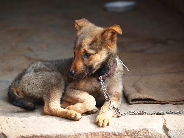 Sad dog — Stock Photo, Image