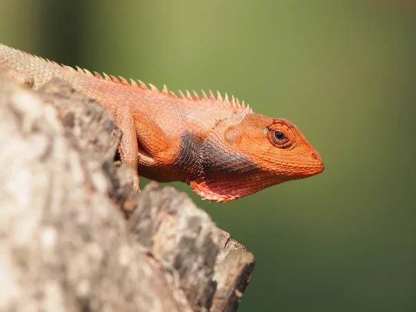 Hagedis — Stockfoto