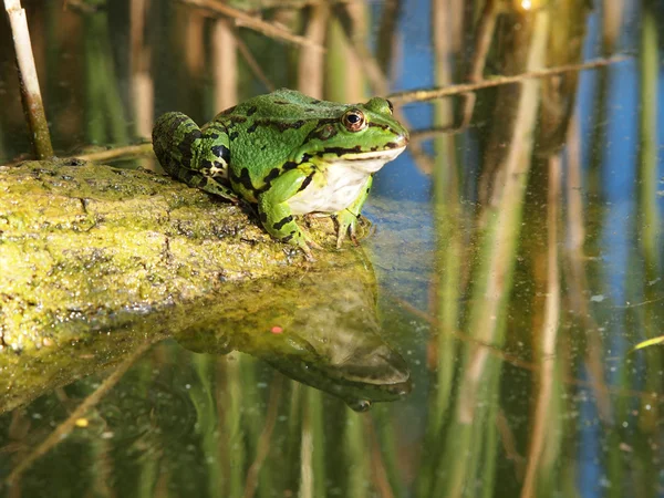 Groene kikker — Stockfoto