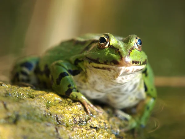 Žába — Stock fotografie