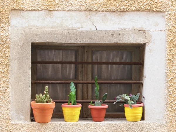 Flores — Fotografia de Stock