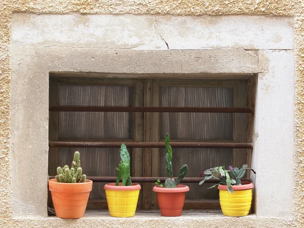 Flowers on the window — Stock Photo, Image