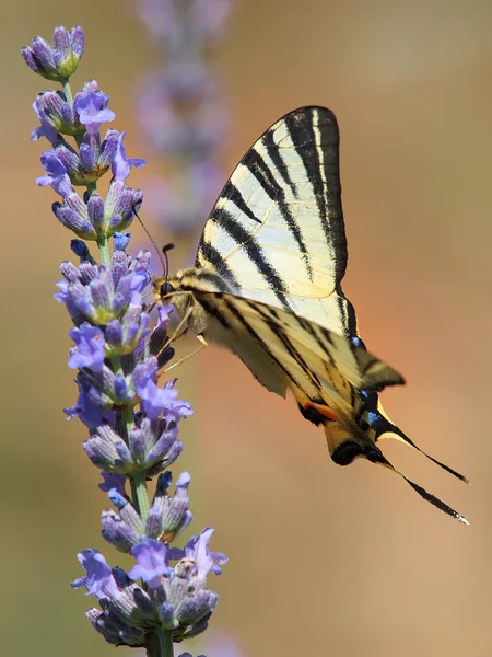 Mariposa. — Foto de Stock