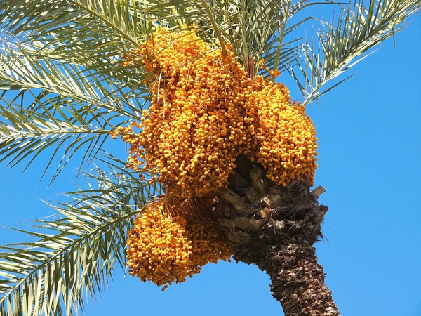 Date tree — Stock Photo, Image