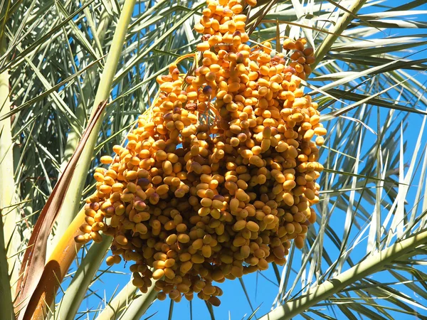 Date fruit — Stock Photo, Image