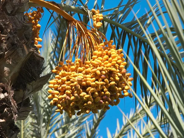 Date palm tree — Stock Photo, Image