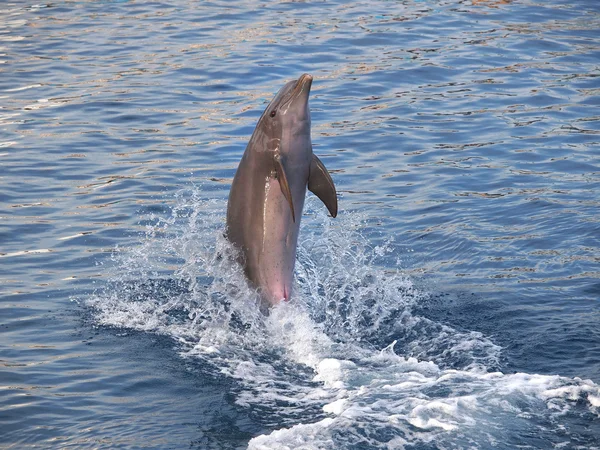 Dolphin — Stock Photo, Image