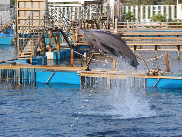 Saltos de delfines — Foto de Stock