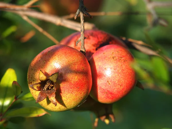 Granatapfel — Stockfoto