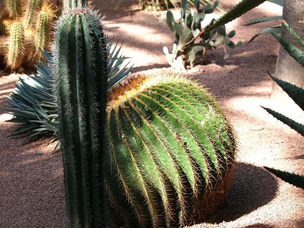 Cactus trädgård — Stockfoto