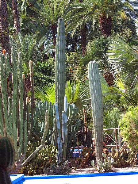 Jardin de cactus — Photo