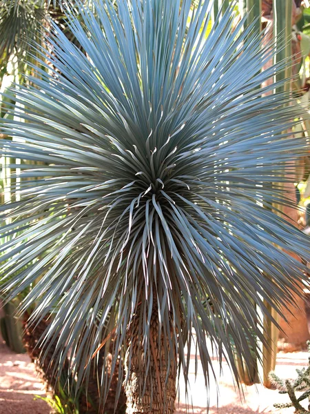 Yucca — Stok Foto