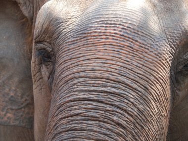 Elefant cilt