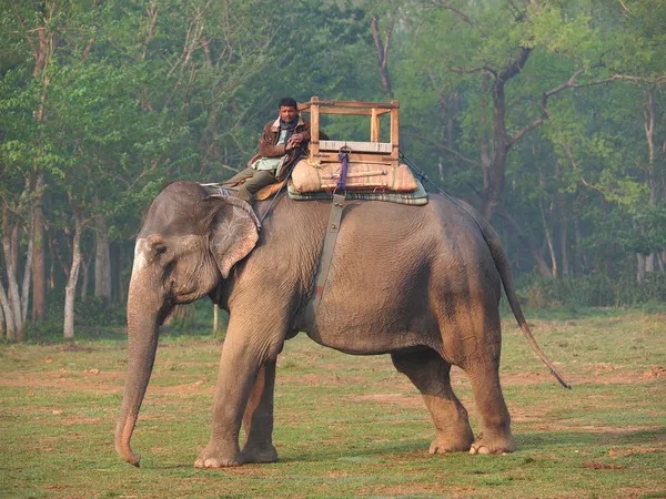 Elephant — Stock Photo, Image