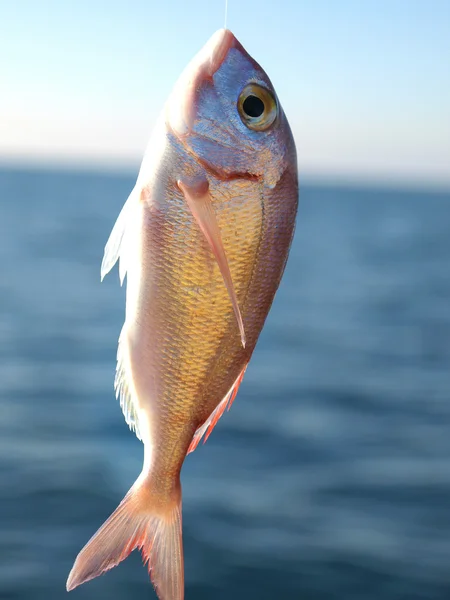 フックの上の魚 — ストック写真